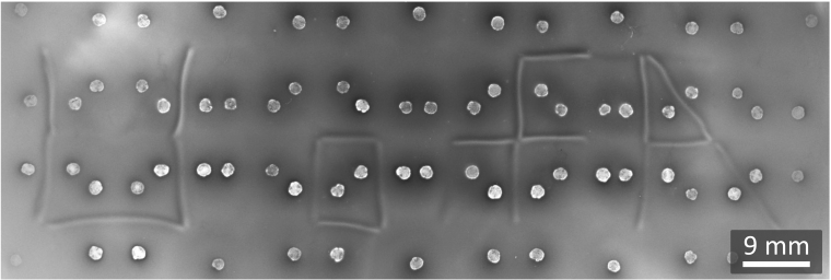 "UofA" written on a petri dish using bacteria "UofA" written on a petri dish using bacteria